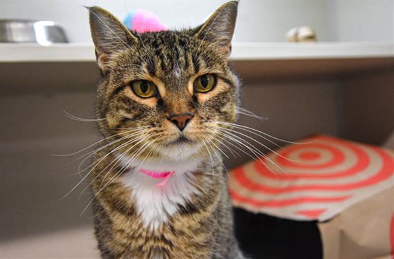 GIRL BOSS, Adoptable, Adult Female Domestic Short Hair.