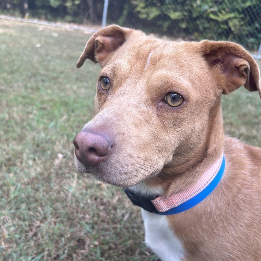 Enlarge CT Zorro, a Adoptable mixed breed in Eastford, CT image 1/6