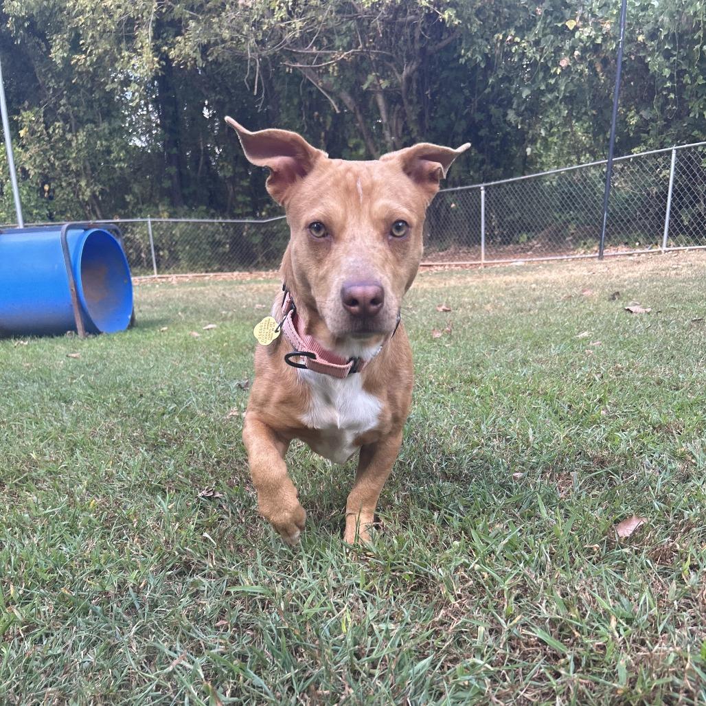 Enlarge CT Zorro, a Adoptable mixed breed in Eastford, CT image 4/6