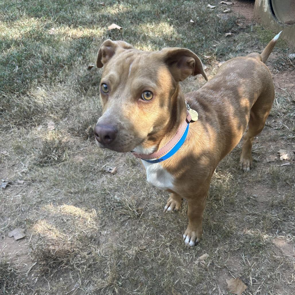 Enlarge CT Zorro, a Adoptable mixed breed in Eastford, CT image 5/6