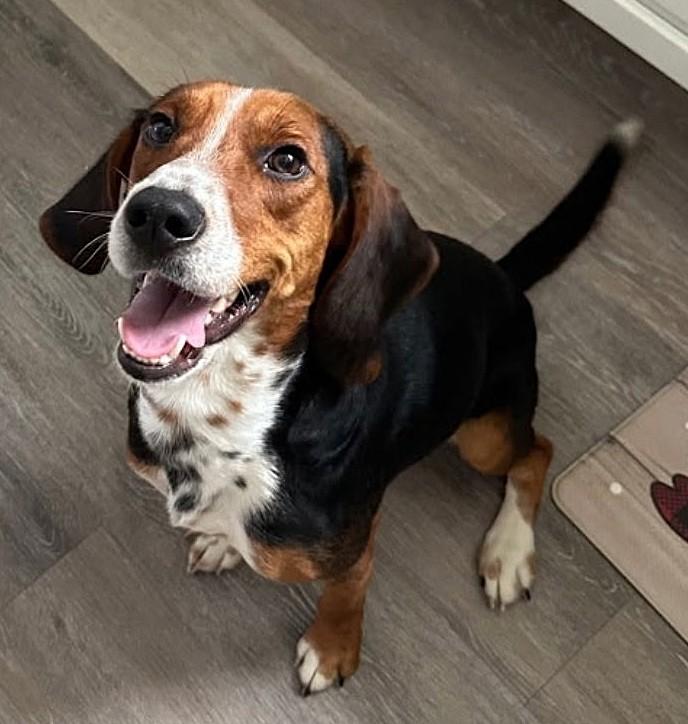 Enlarge BAGEL, a Adoptable Beagle in Saddle River, NJ image 1/4