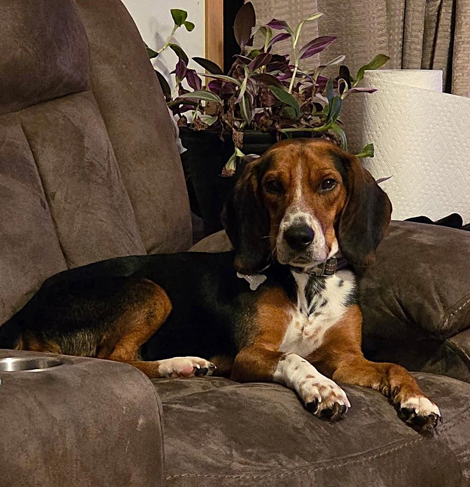 Enlarge BAGEL, a Adoptable Beagle in Saddle River, NJ image 3/4