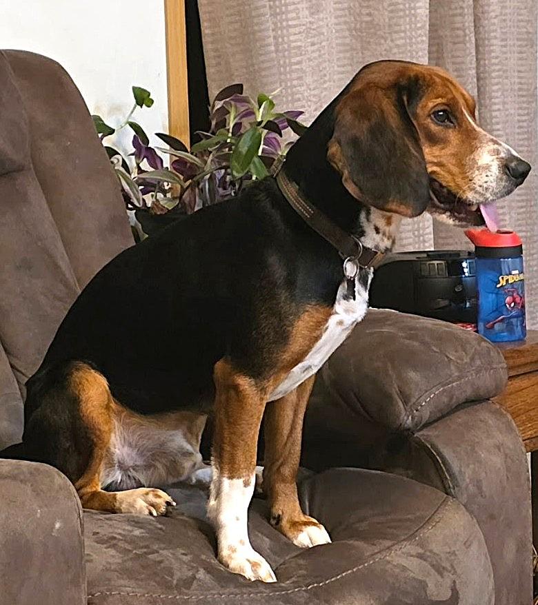 Enlarge BAGEL, a Adoptable Beagle in Saddle River, NJ image 4/4