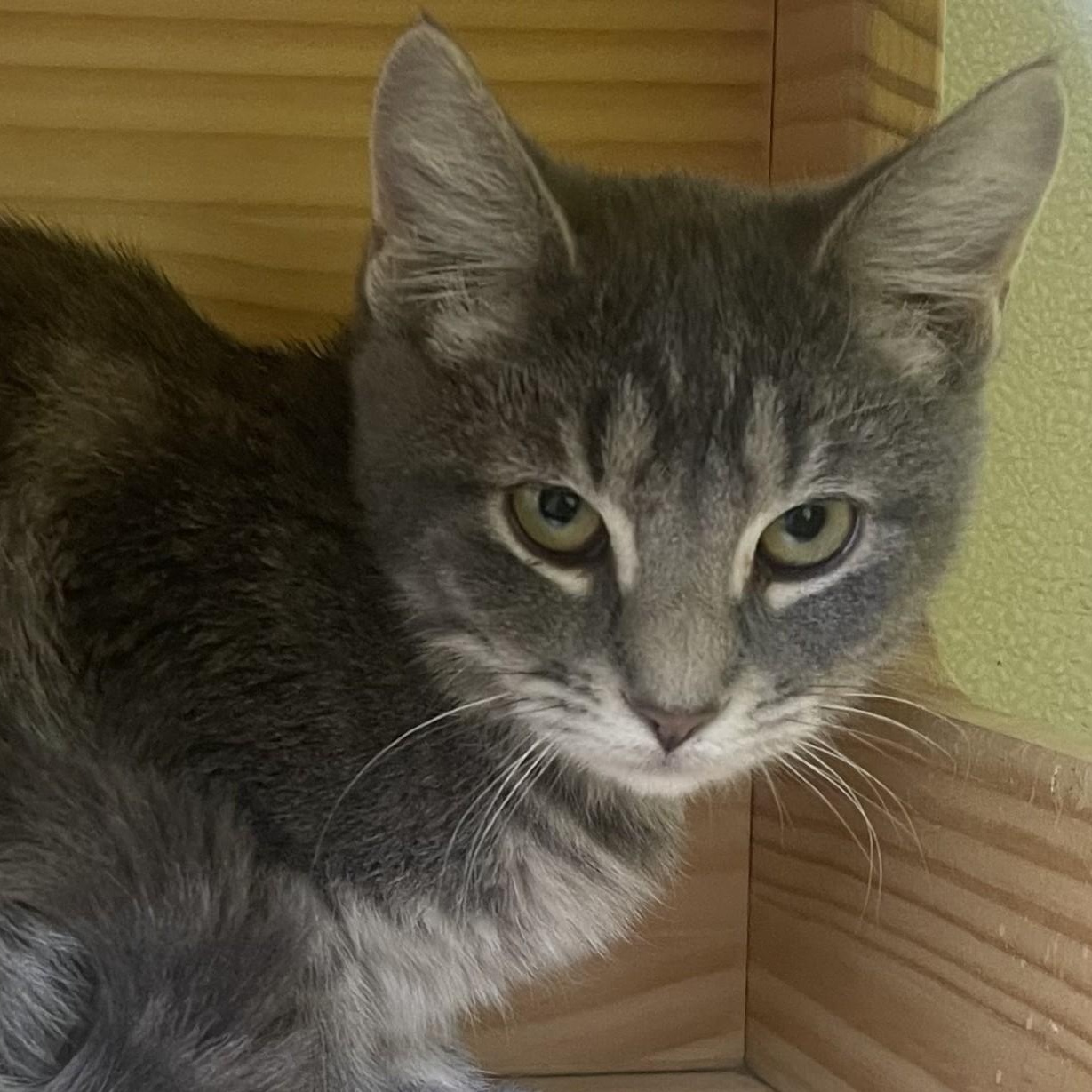 Fishstick, Adoptable, Kitten Female Domestic Short Hair.