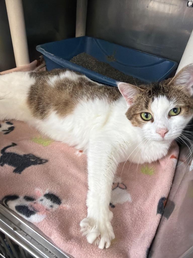 Enlarge Ivy, a Adoptable mixed breed in Virginia, MN image 1/1