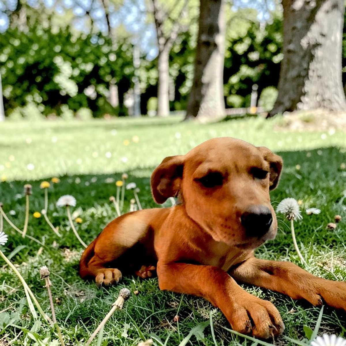 Bobby, adopted, Puppy Male Labrador Retriever.