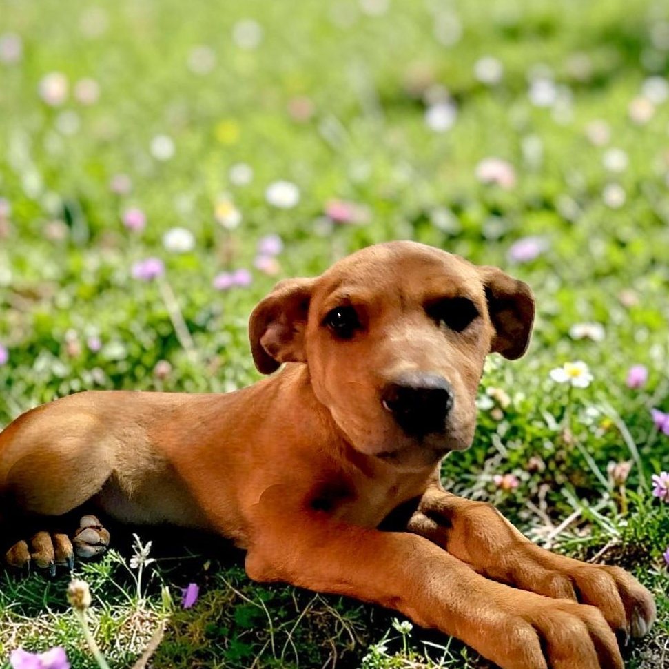 Enlarge Bobby, an adopted mixed breed in Encinitas, CA image 2/2