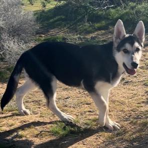 Jerry, Adoptable, Young Male Husky.