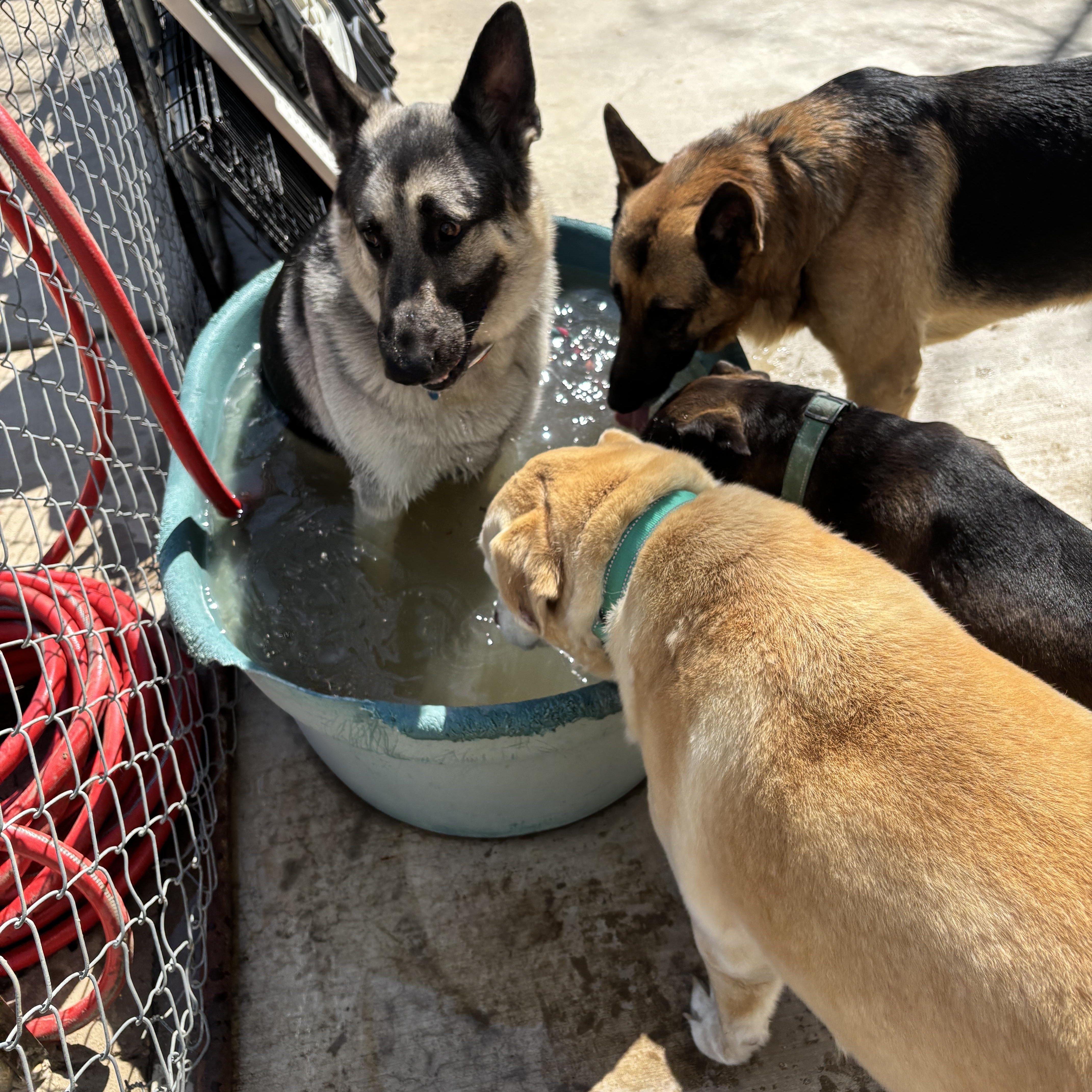 Nemo, an adopted German Shepherd Dog in Toledo, OH image 3/6