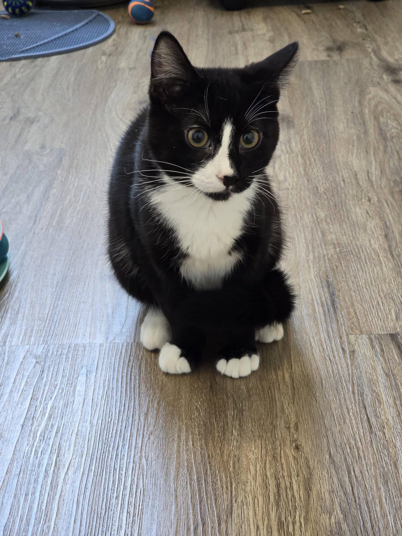 Enlarge Preston, an adopted Domestic Short Hair in Prineville, OR image 1/1