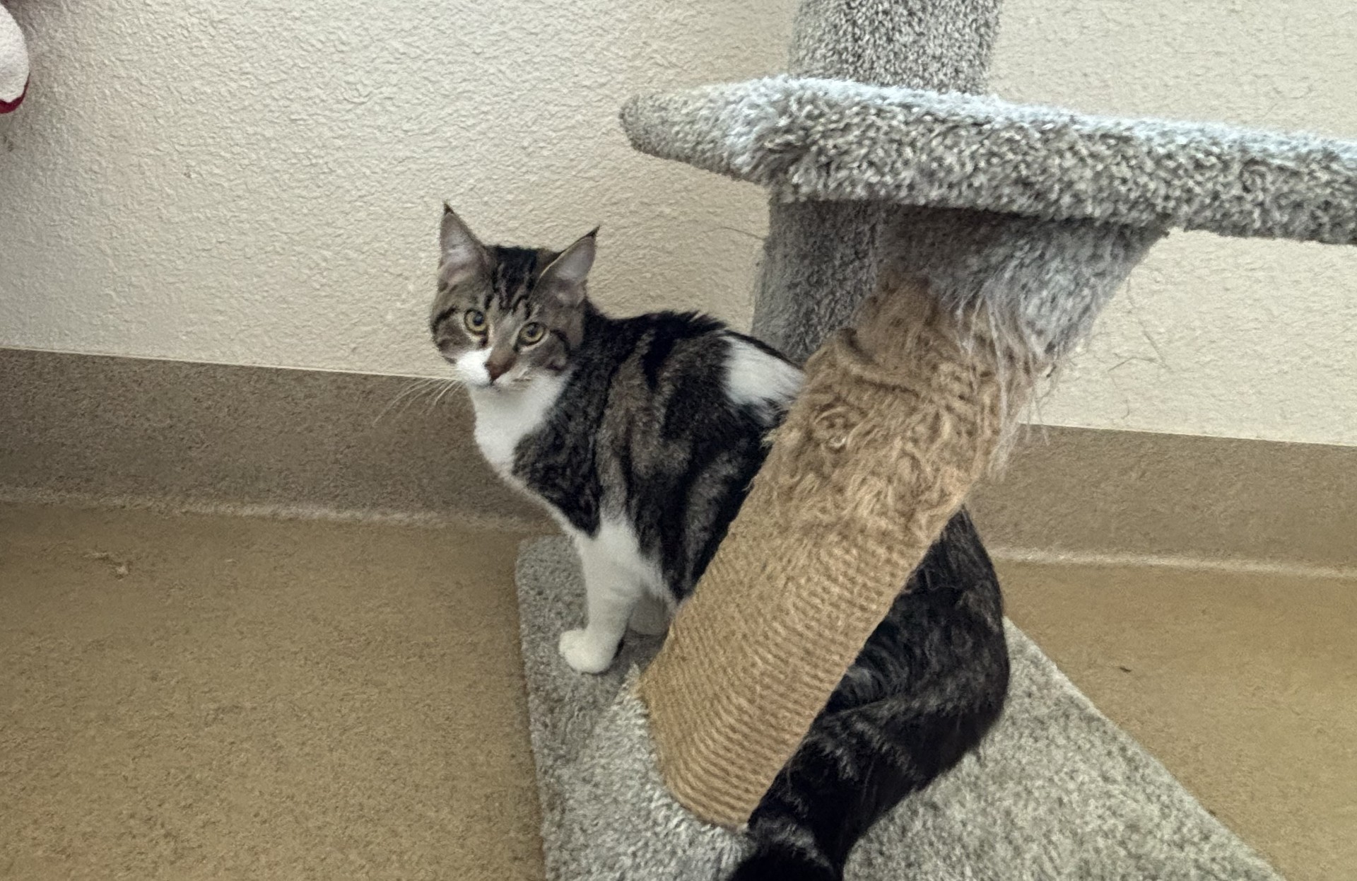 Cat for adoption Sweetie, a Domestic Short Hair in Mission Viejo, CA