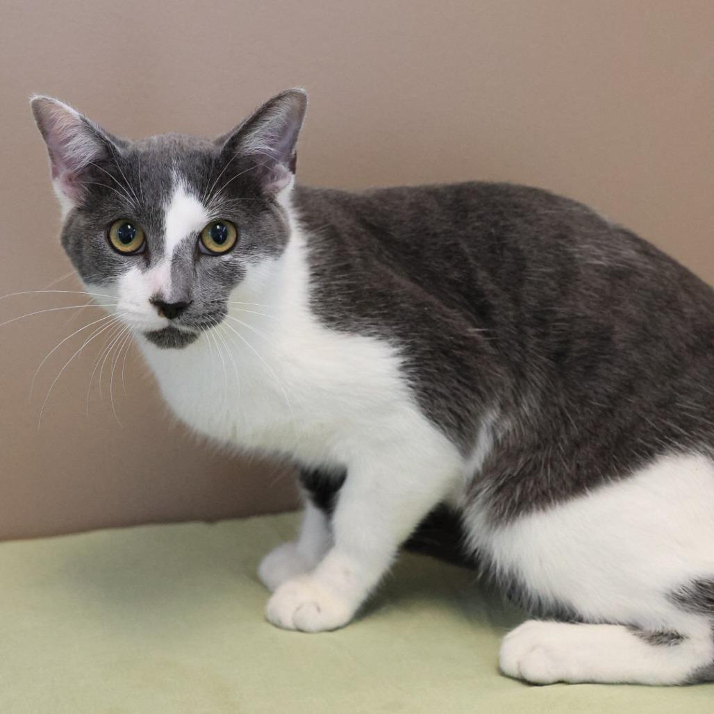 Enlarge Feldspar, a Adoptable Domestic Short Hair in Bristol, IN image 1/2