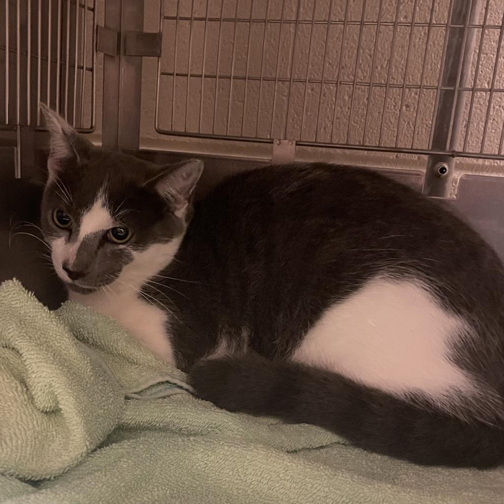 Enlarge Feldspar, a Adoptable Domestic Short Hair in Bristol, IN image 2/2