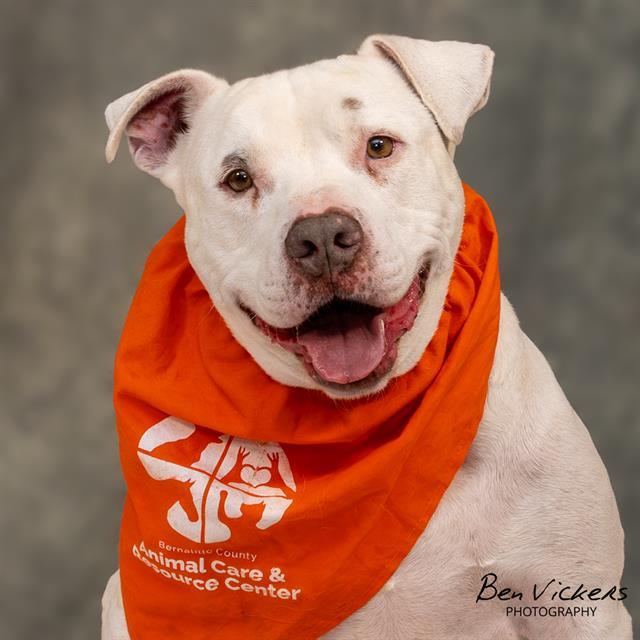 DUKE, Adoptable, Adult Male Pit Bull Terrier & Mixed Breed.