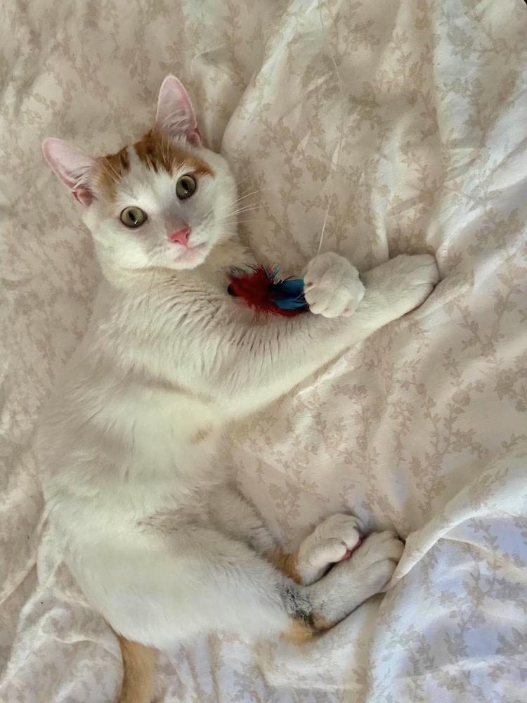 Vito, Adoptable, Young Male Domestic Short Hair.