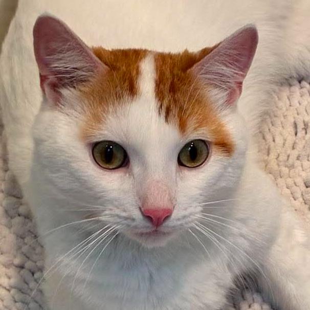 Enlarge Vito, a Adoptable Domestic Short Hair in Chicago, IL image 2/6