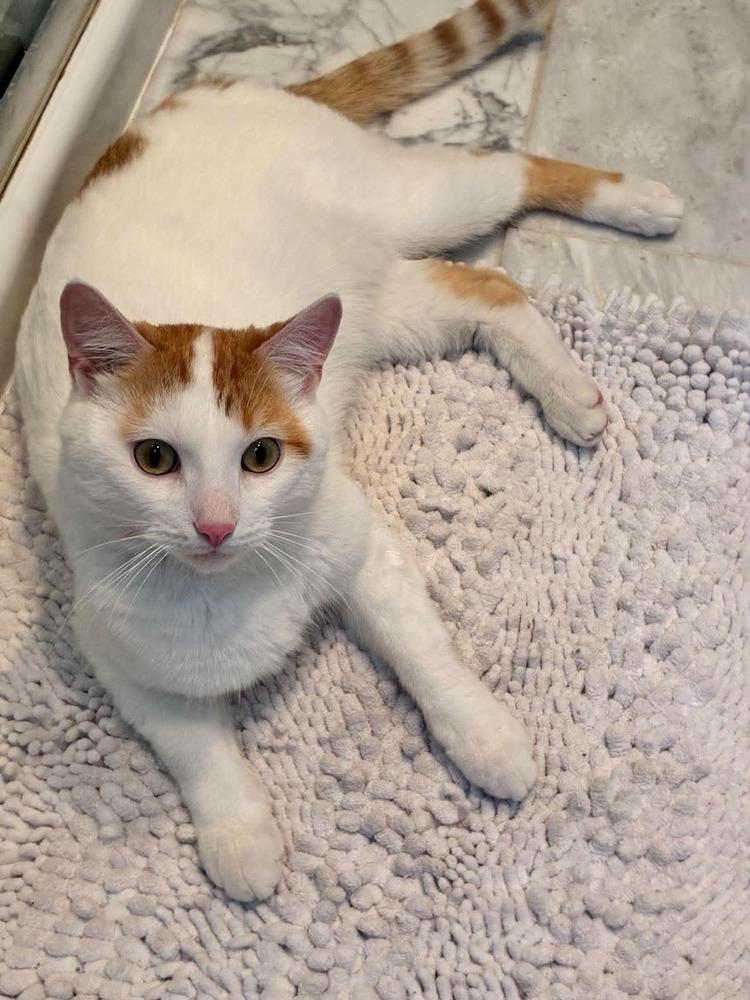 Enlarge Vito, a Adoptable Domestic Short Hair in Chicago, IL image 3/6