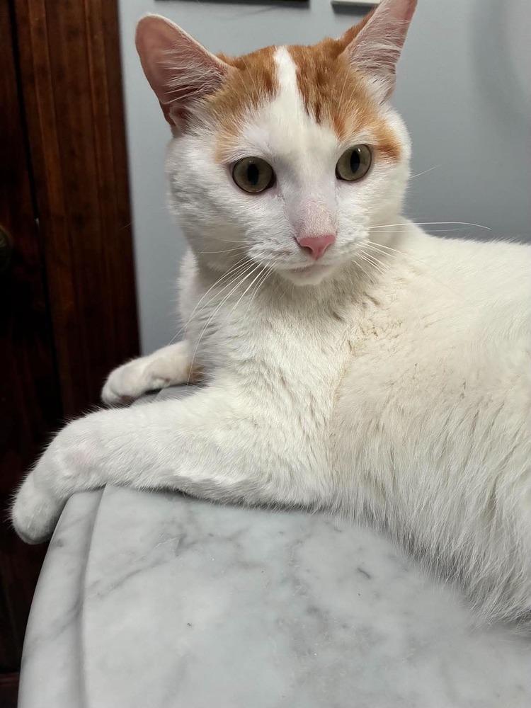 Enlarge Vito, a Adoptable Domestic Short Hair in Chicago, IL image 4/6