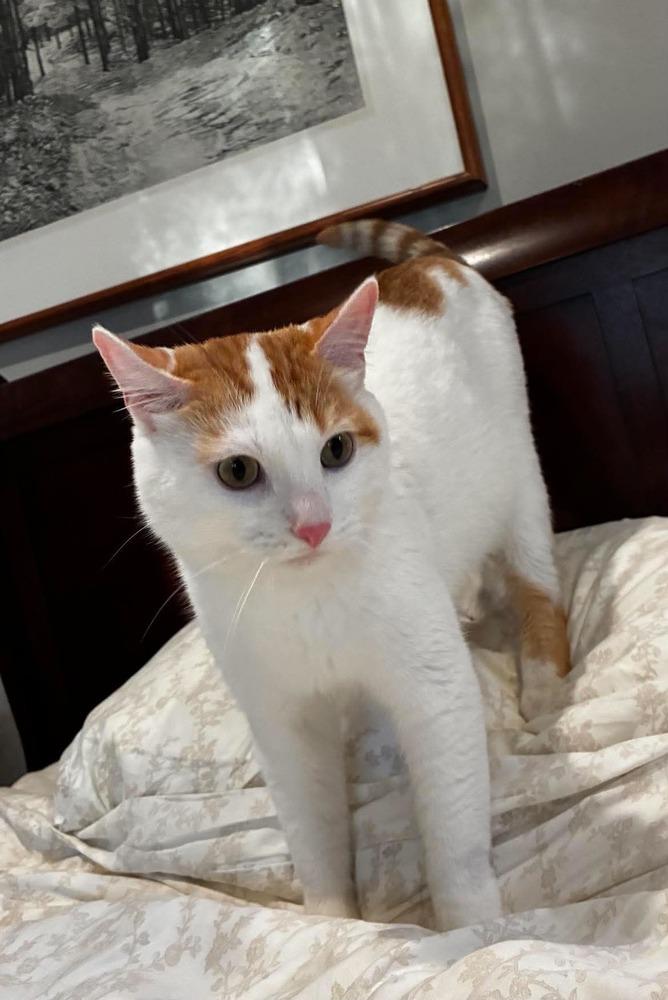 Enlarge Vito, a Adoptable Domestic Short Hair in Chicago, IL image 5/6