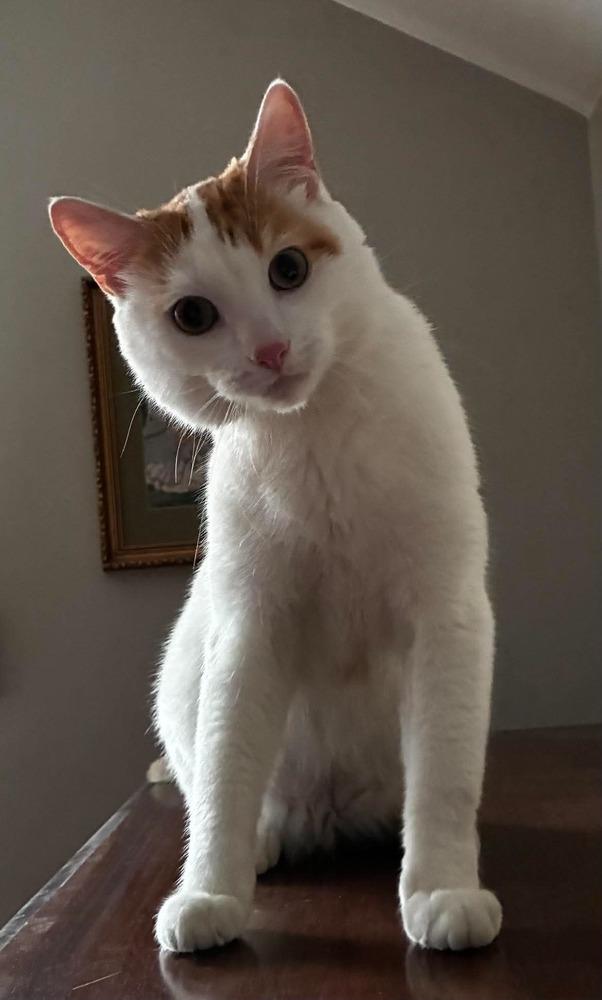 Enlarge Vito, a Adoptable Domestic Short Hair in Chicago, IL image 6/6