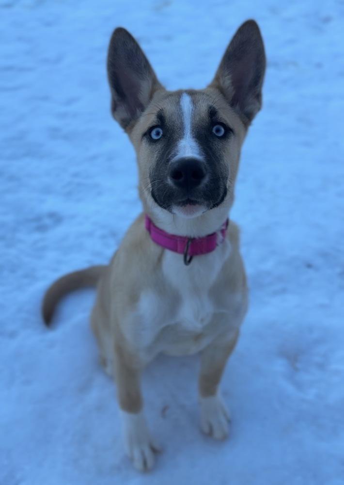 Myrah, Adoptable, Puppy Female Husky & Mixed Breed.