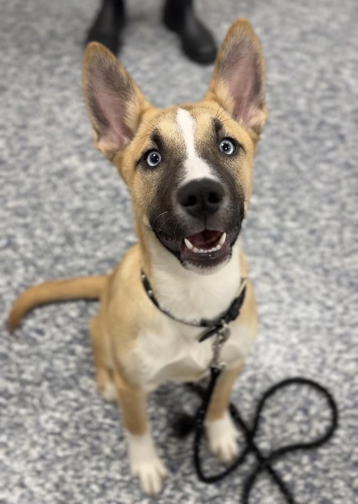 Enlarge Myrah, a Adoptable mixed breed in Bemidji, MN image 2/3