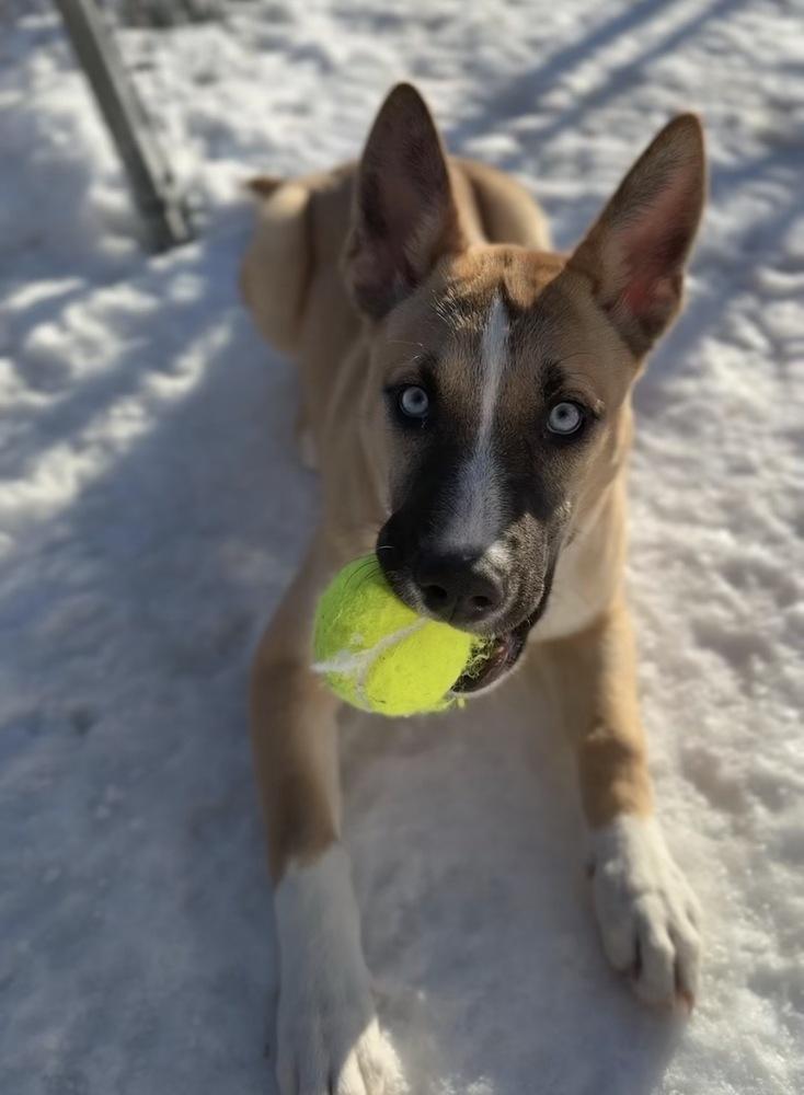 Enlarge Myrah, a Adoptable mixed breed in Bemidji, MN image 3/3