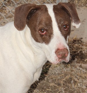 Enlarge Oliver, a Adoptable mixed breed in Savannah, MO image 1/1