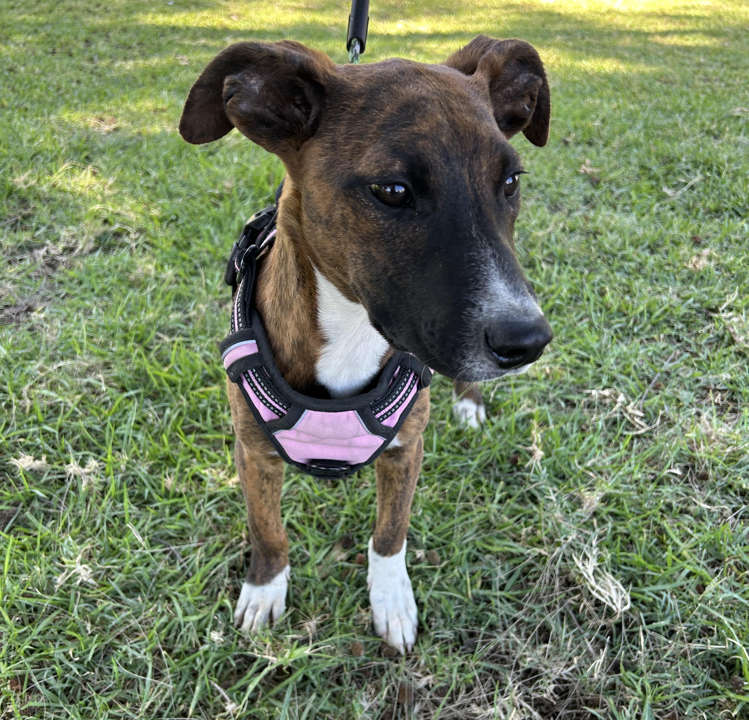 Enlarge MONY, an adopted mixed breed in Bell Gardens, CA image 4/6