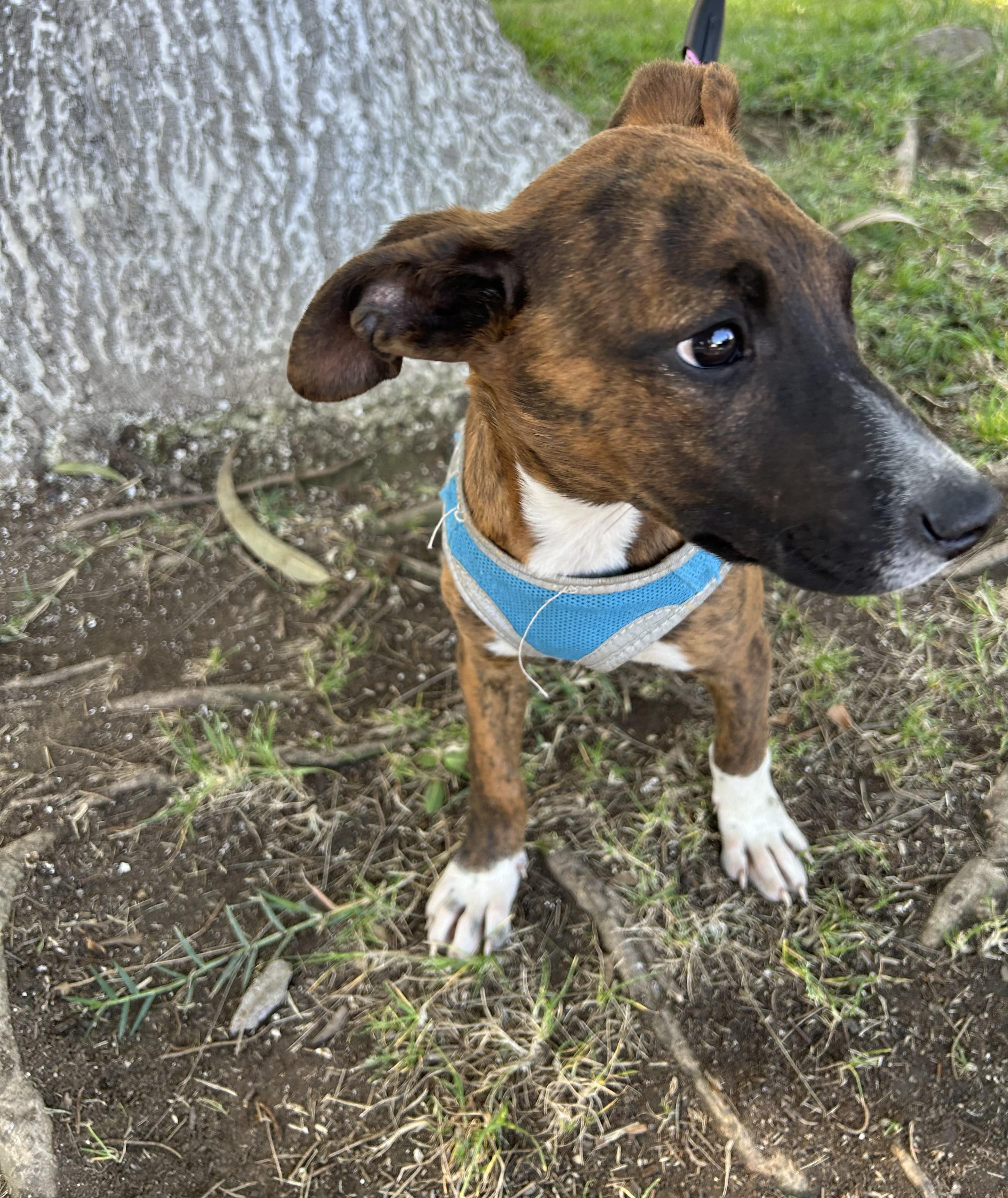 Enlarge MONY, a ADOPTABLE mixed breed in Bell Gardens, CA image 6/6