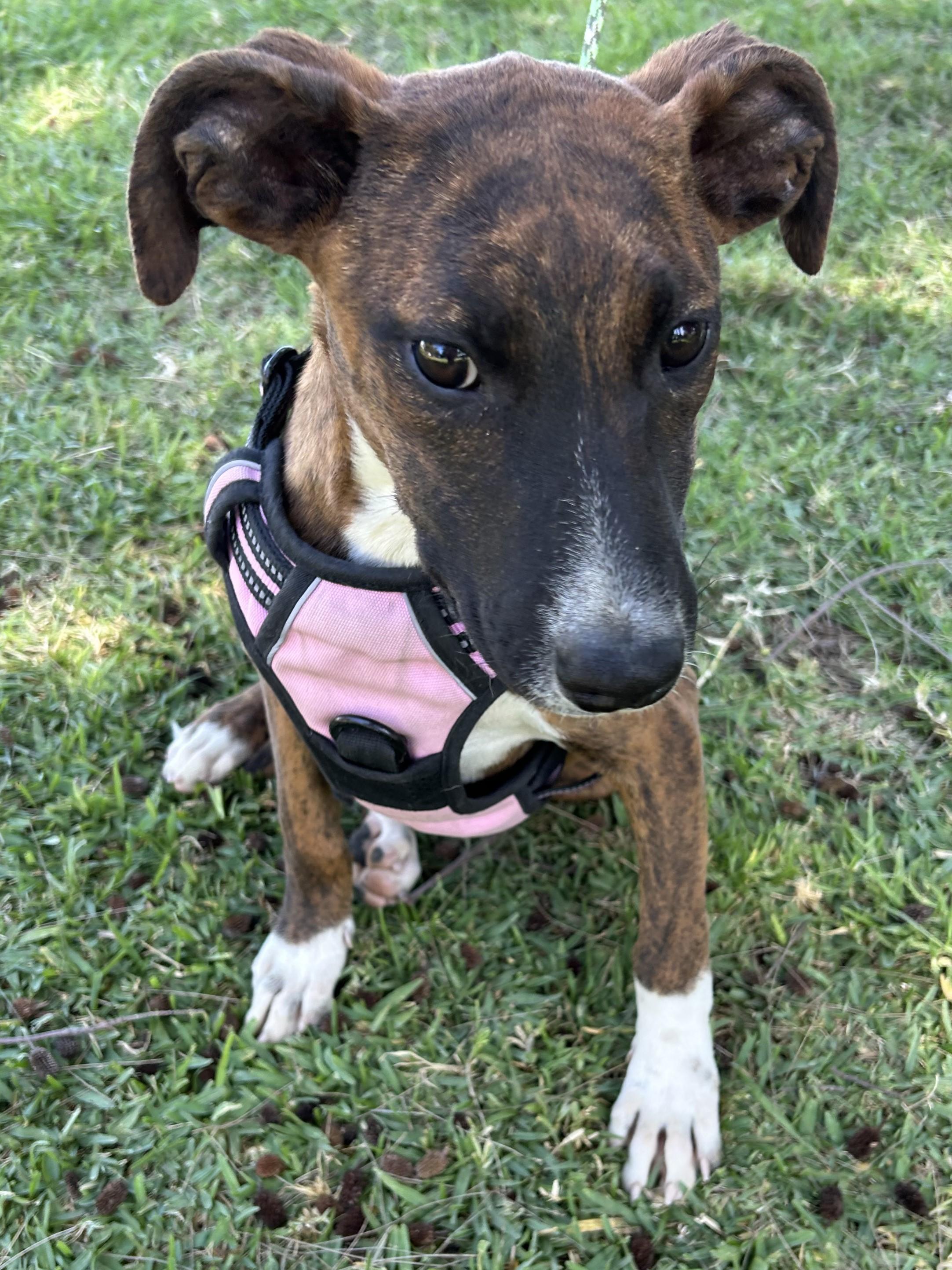 Enlarge MONY, an adopted mixed breed in Bell Gardens, CA image 2/6