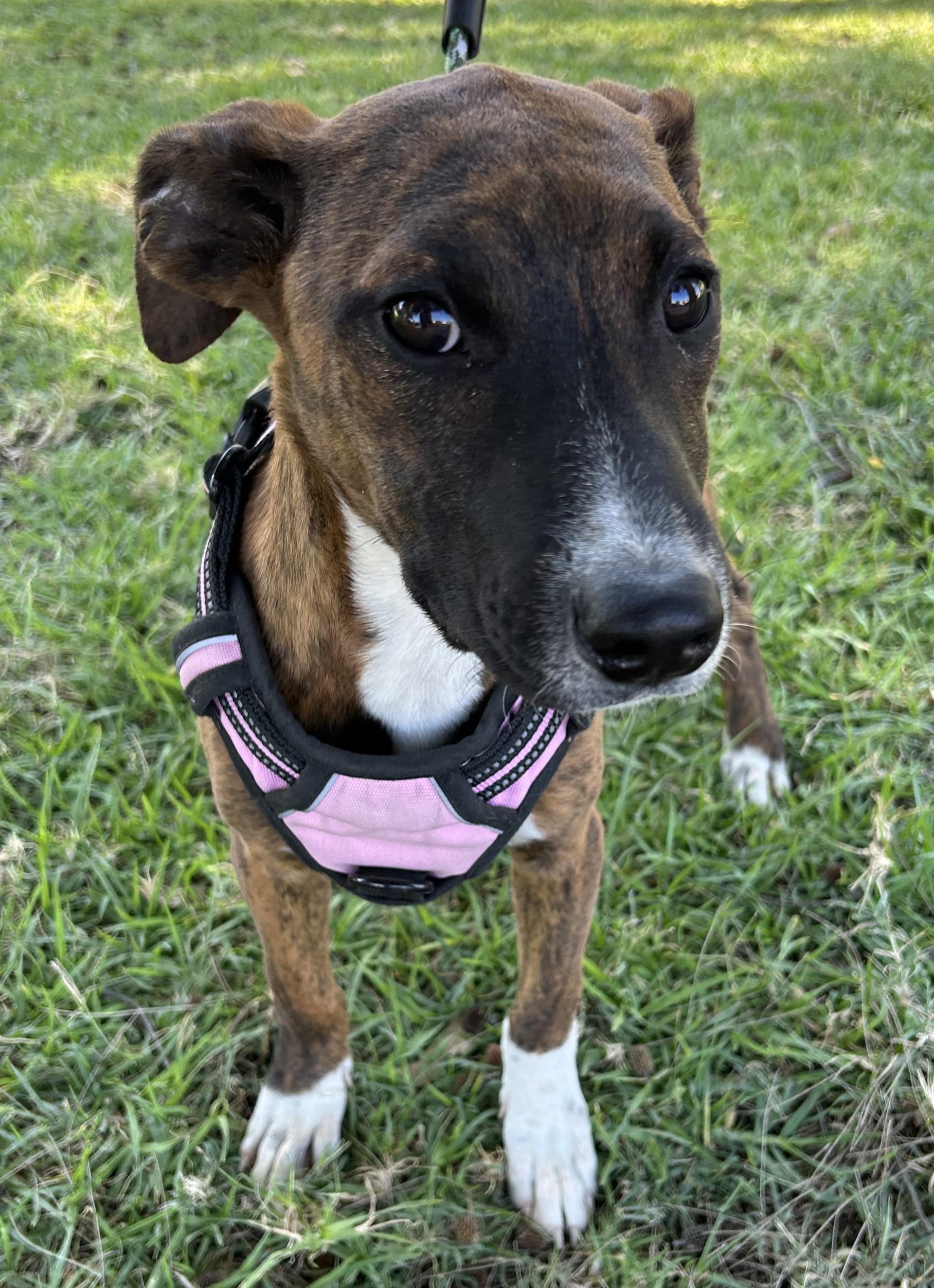 Enlarge MONY, an adopted mixed breed in Bell Gardens, CA image 5/6