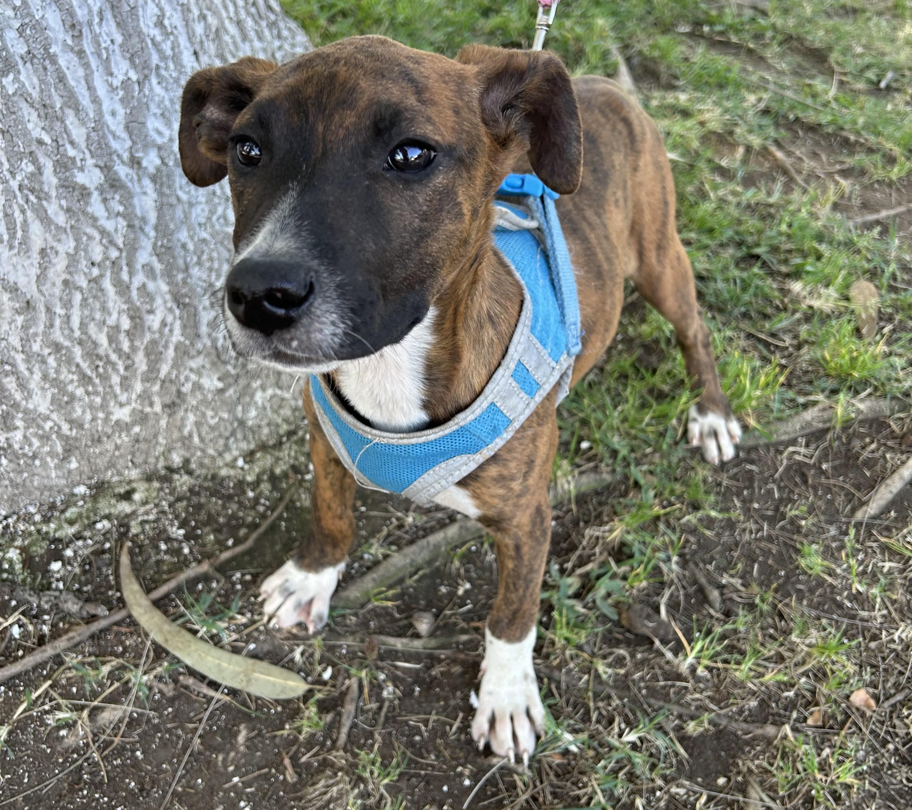 Enlarge MONY, a ADOPTABLE mixed breed in Bell Gardens, CA image 5/6