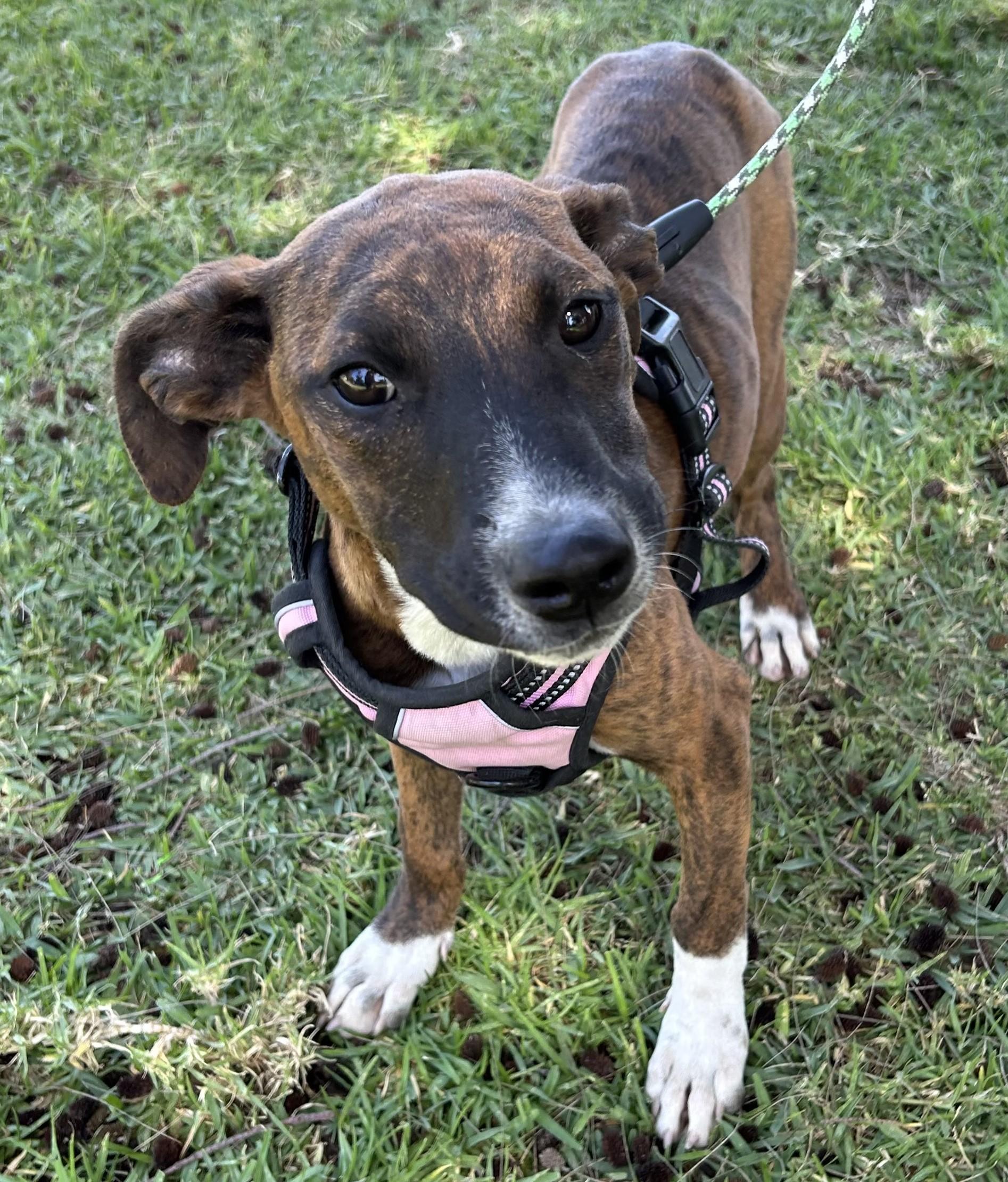Enlarge MONY, an adopted mixed breed in Bell Gardens, CA image 1/6