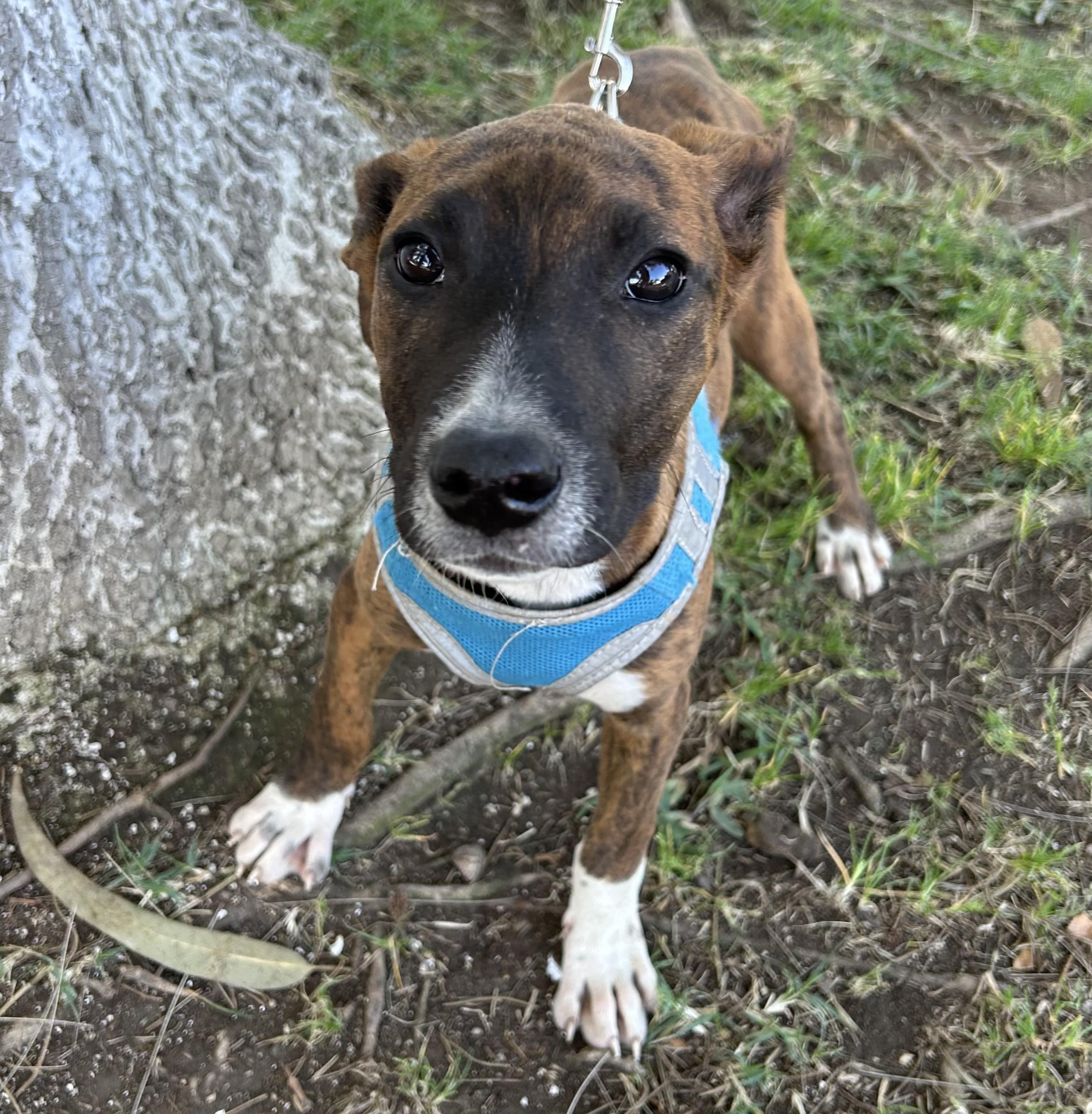 Enlarge MONY, a ADOPTABLE mixed breed in Bell Gardens, CA image 4/6