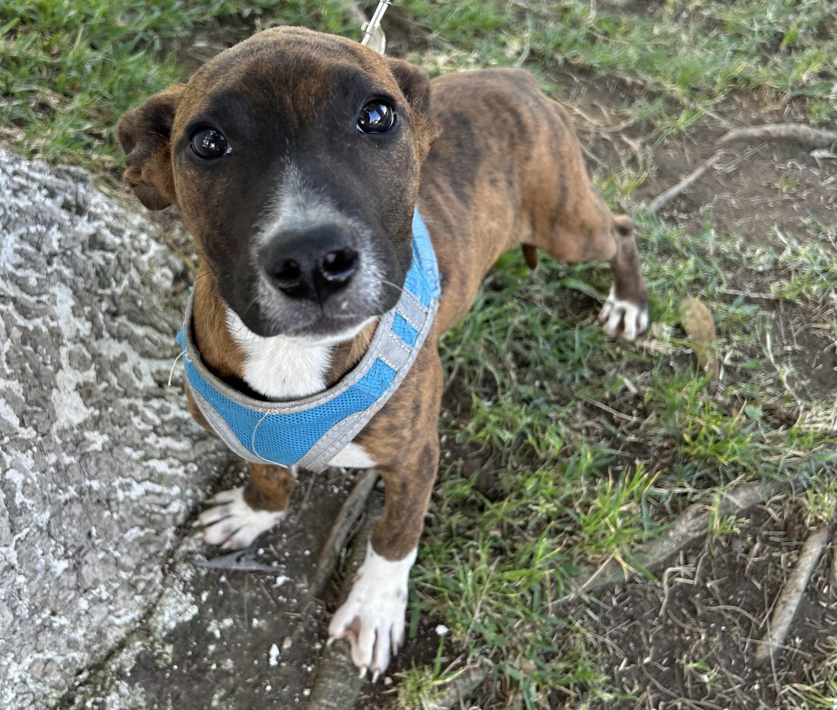Enlarge MONY, a ADOPTABLE mixed breed in Bell Gardens, CA image 2/6