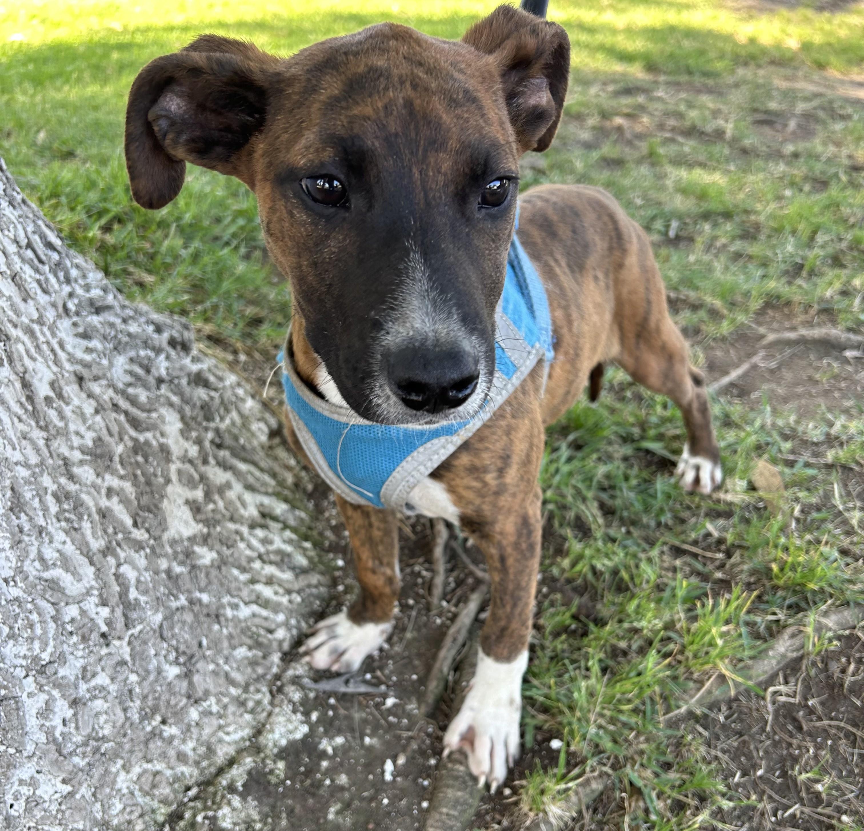 Enlarge MONY, a ADOPTABLE mixed breed in Bell Gardens, CA image 1/6