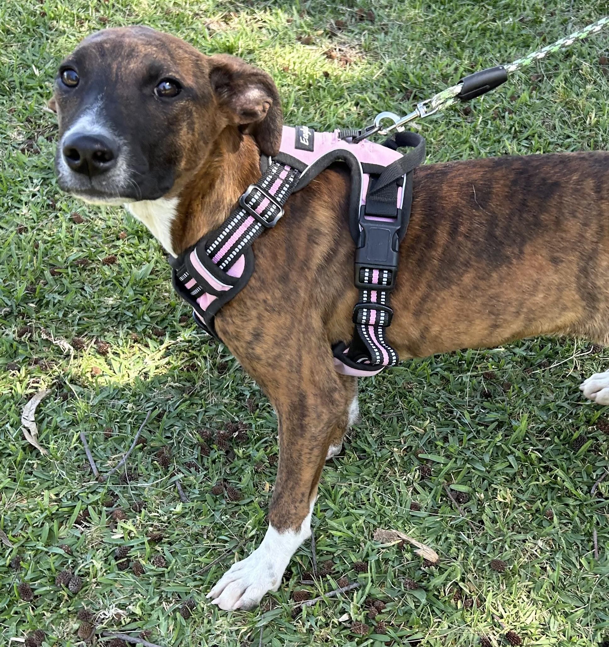 Enlarge MONY, an adopted mixed breed in Bell Gardens, CA image 3/6