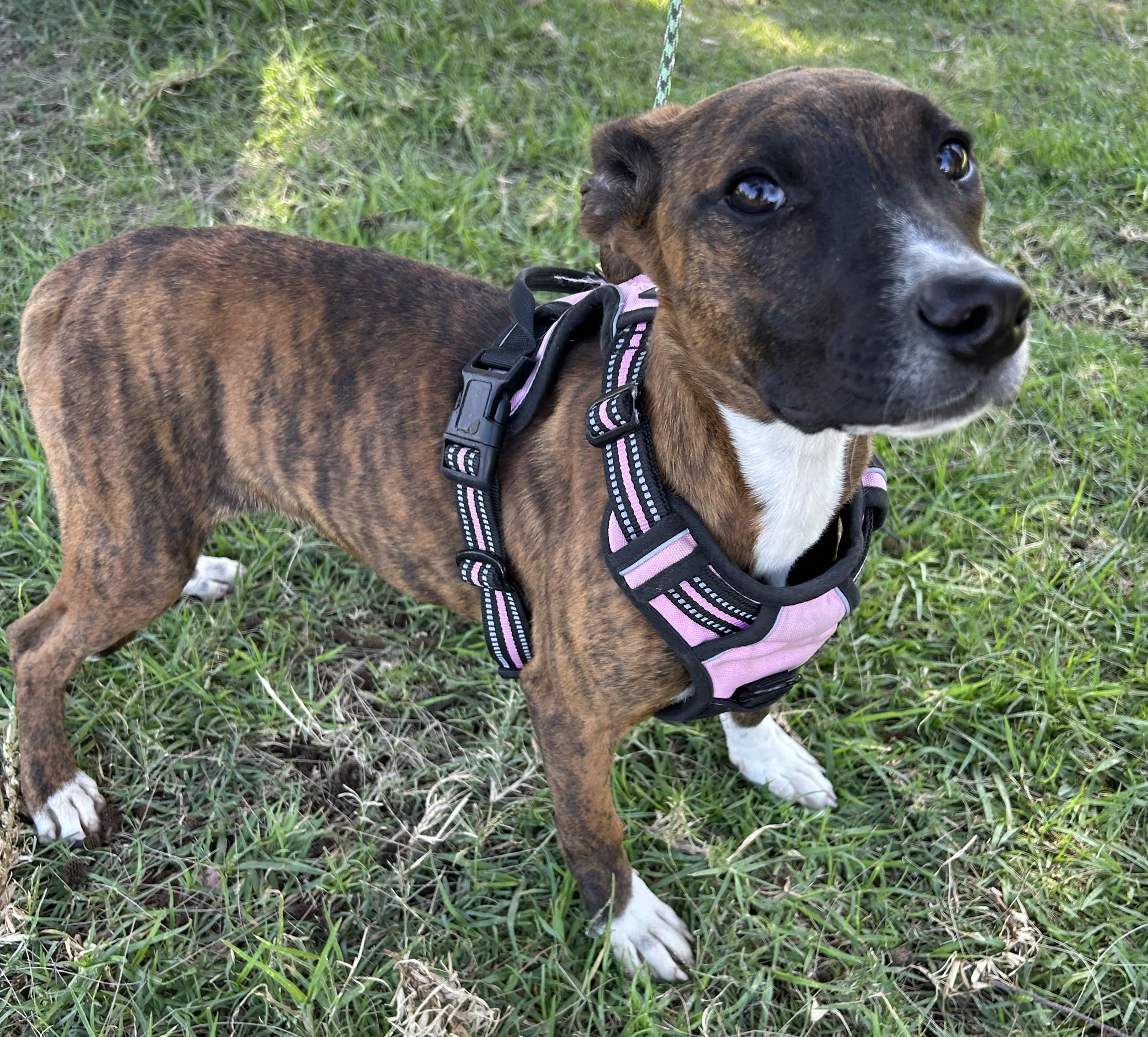 Enlarge MONY, an adopted mixed breed in Bell Gardens, CA image 6/6