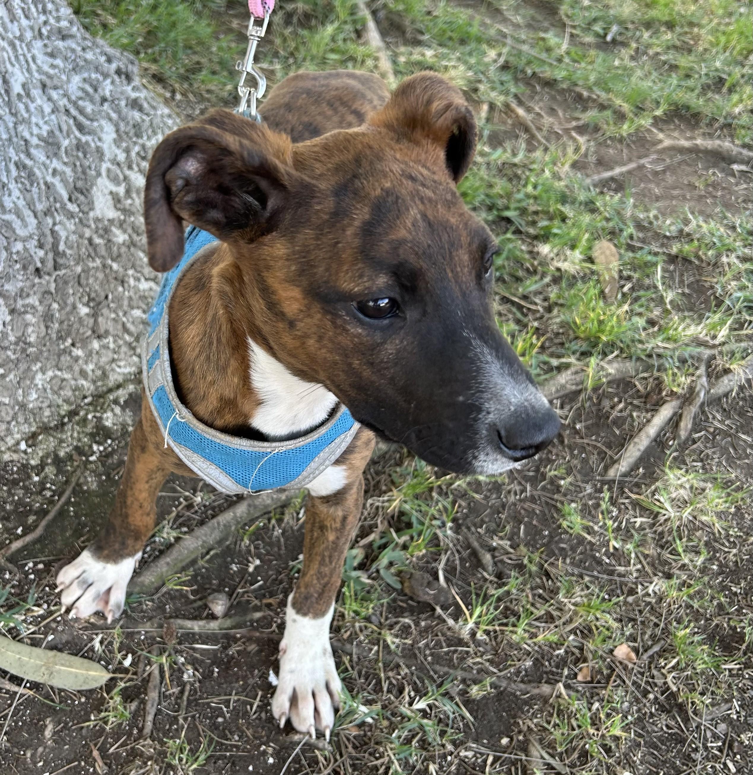 Enlarge MONY, a ADOPTABLE mixed breed in Bell Gardens, CA image 3/6