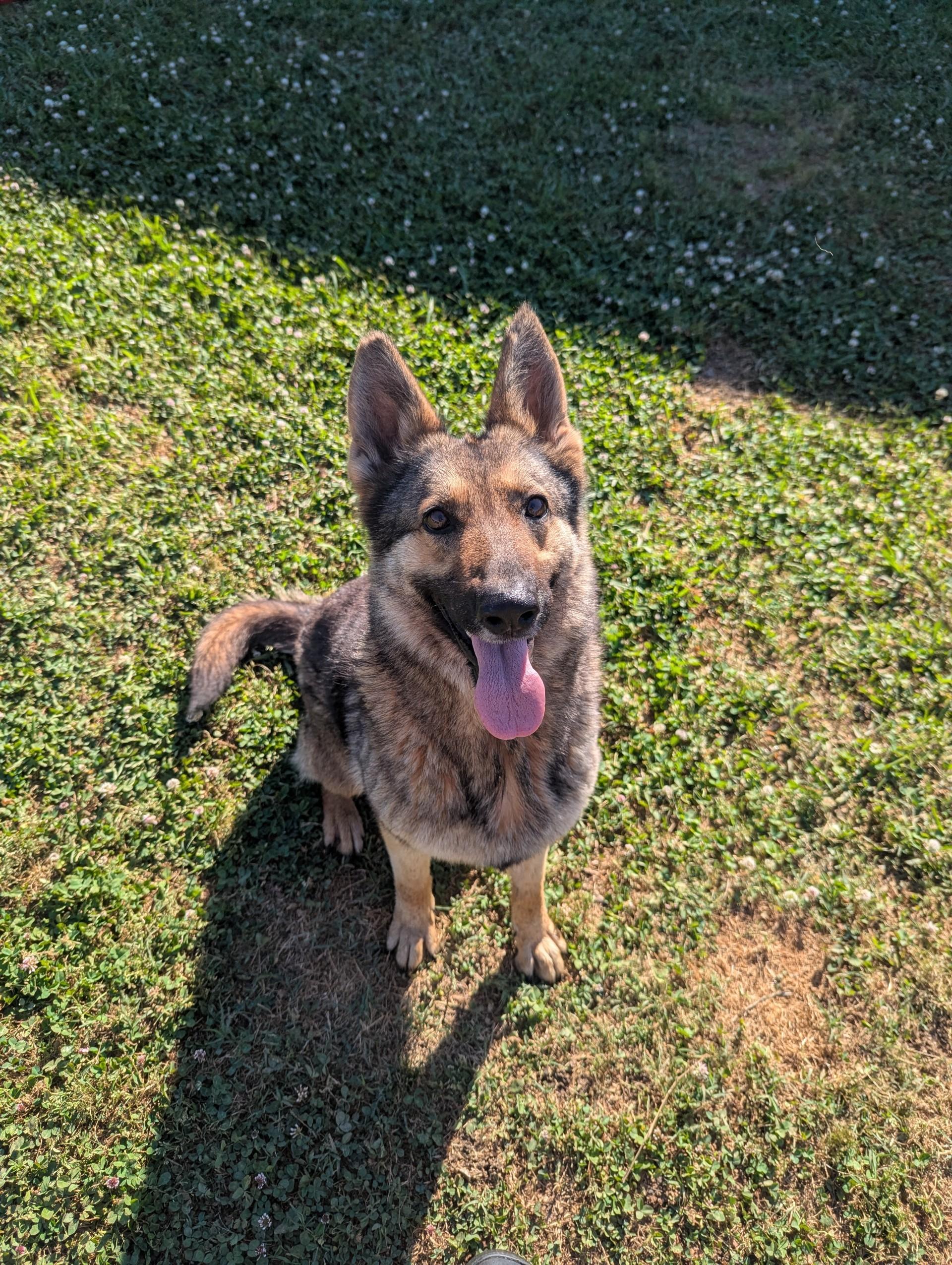 Enlarge Ripley, an adopted German Shepherd Dog in Jackson, GA image 1/1