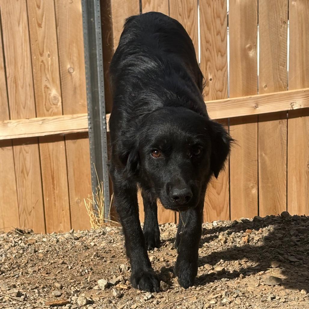 Bella, a Adoptable mixed breed in Oakland, CA image 1/4