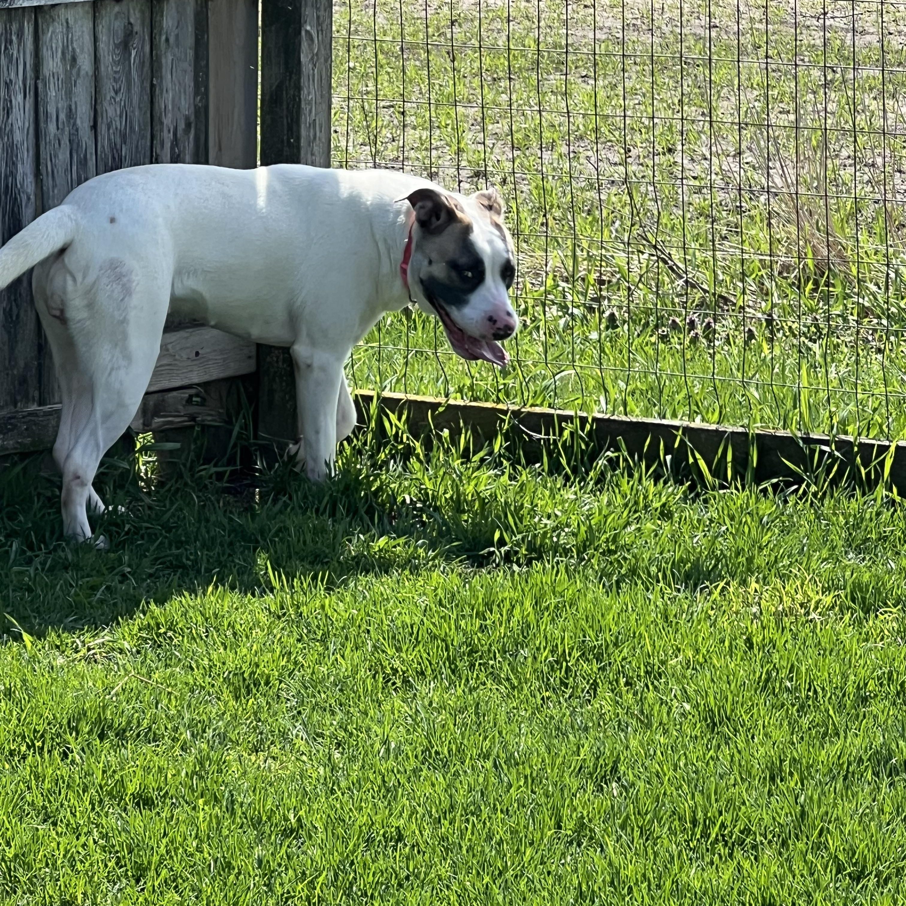 Enlarge Cheyanne, a ADOPTABLE Pit Bull Terrier in Elkton, MI image 2/3