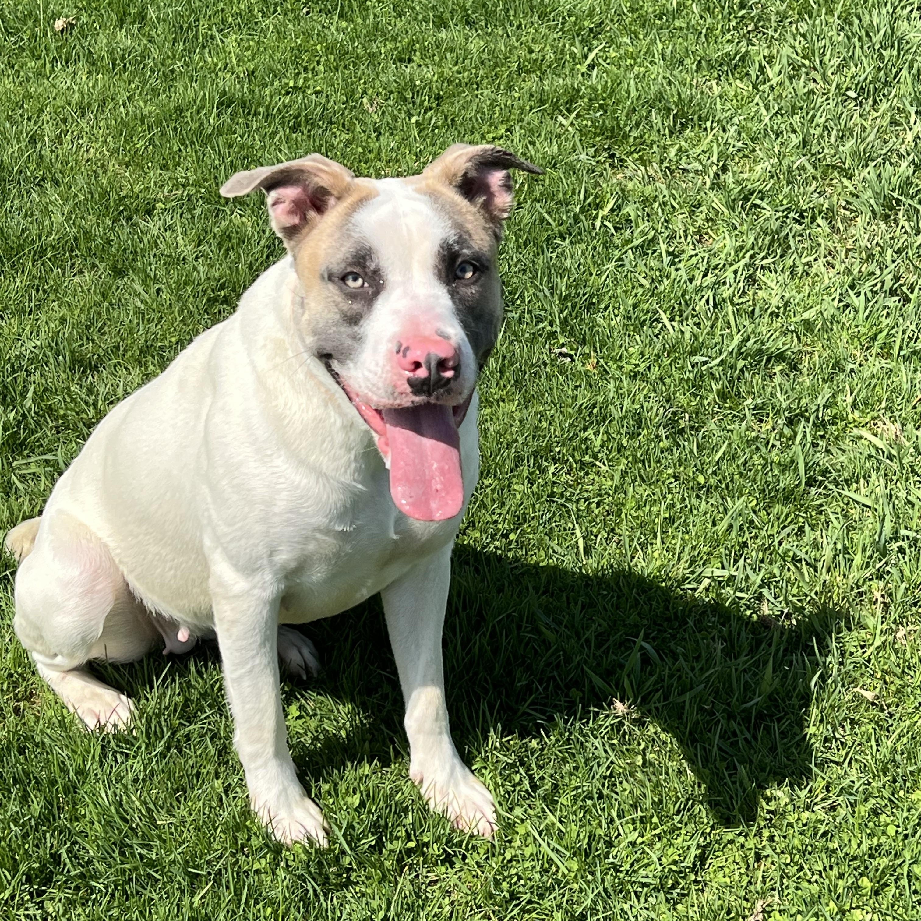 Enlarge Cheyanne, a ADOPTABLE Pit Bull Terrier in Elkton, MI image 3/3