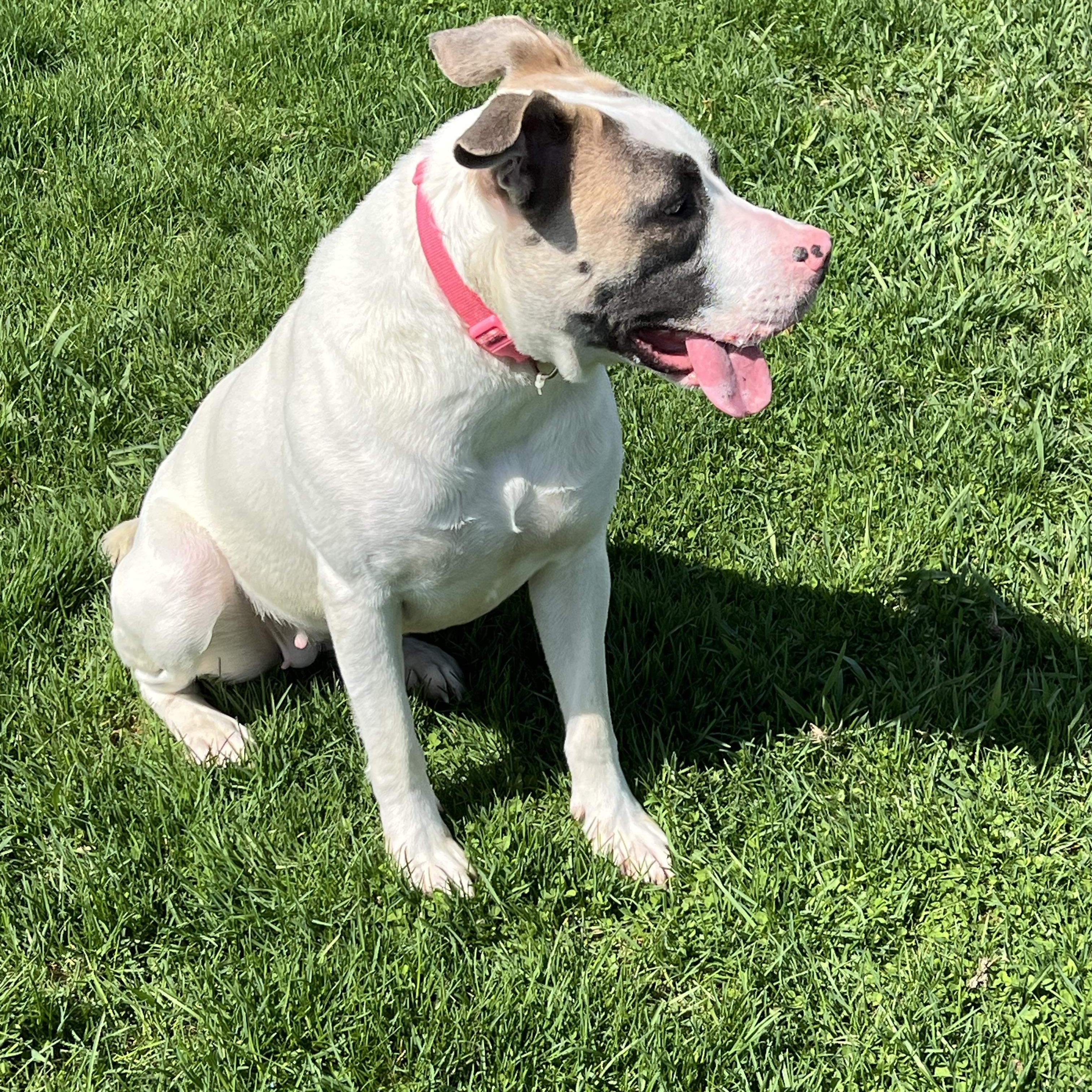 Cheyanne, ADOPTABLE, Adult Female Pit Bull Terrier.
