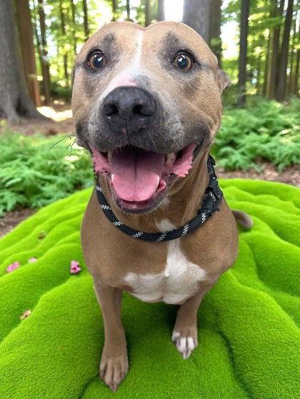 Juliette, Adopted, Senior Female Mixed Breed.