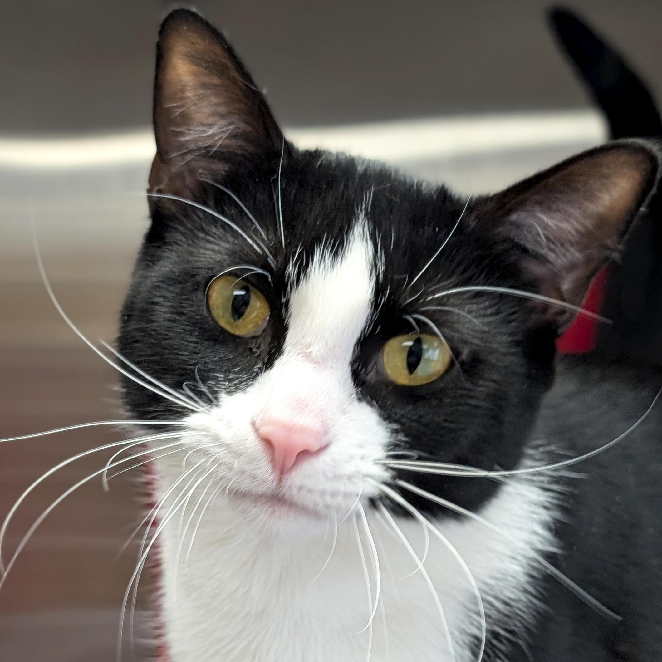 Enlarge Polly, an adopted Domestic Short Hair in Jefferson, WI image 1/2