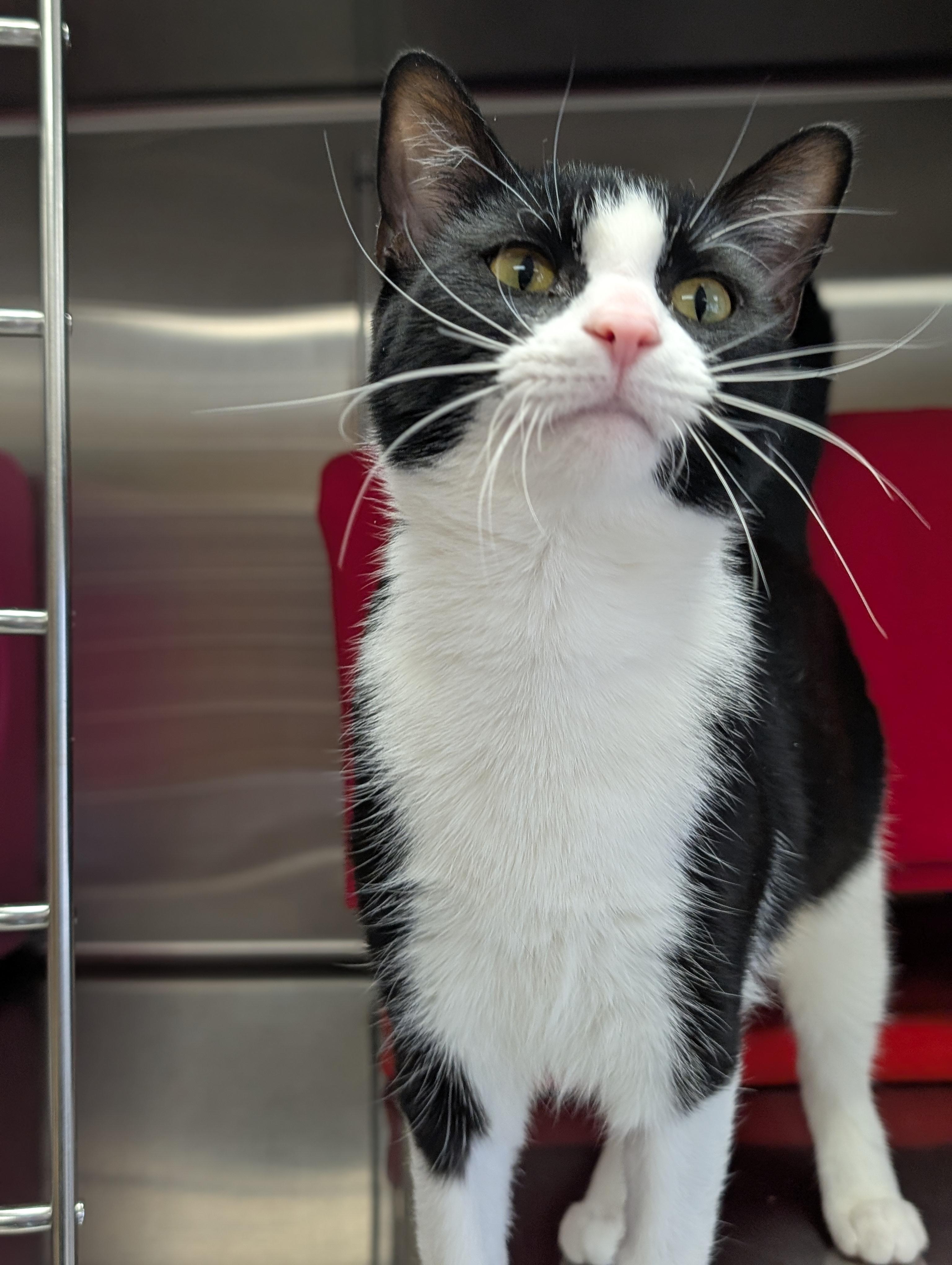 Enlarge Polly, an adopted Domestic Short Hair in Jefferson, WI image 2/2