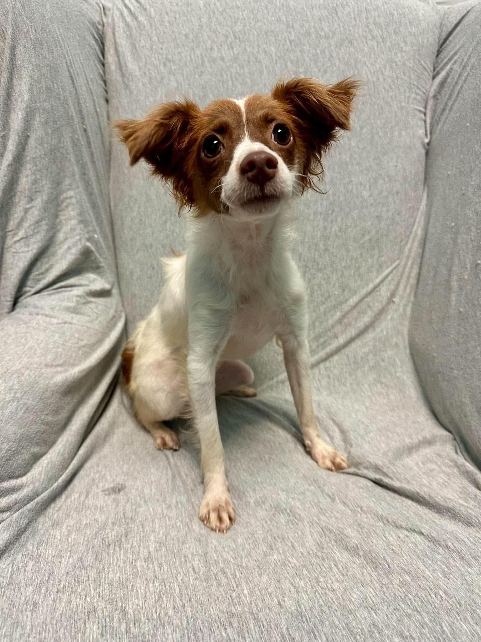Brittany, Adopted, Young Female Brittany Spaniel.