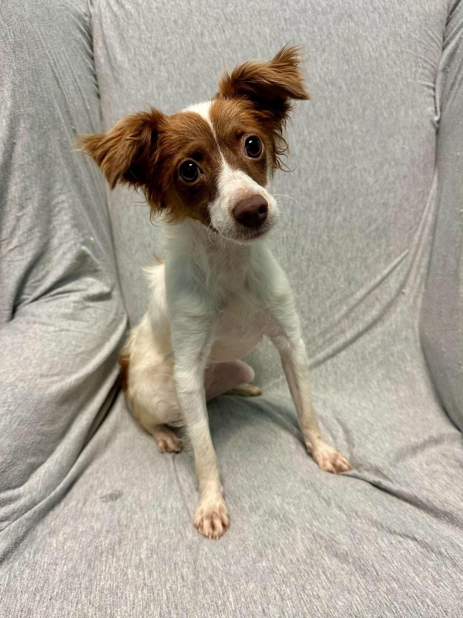 Enlarge Brittany, a Adopted mixed breed in Walker, LA image 2/4